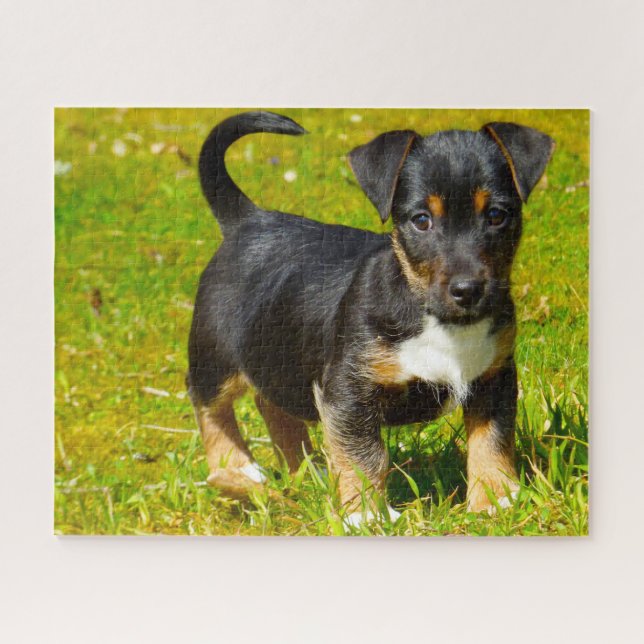 Puzzle Chien Jack Russell. (Horizontal)
