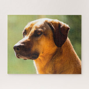 Puzzle Chien Kangal.