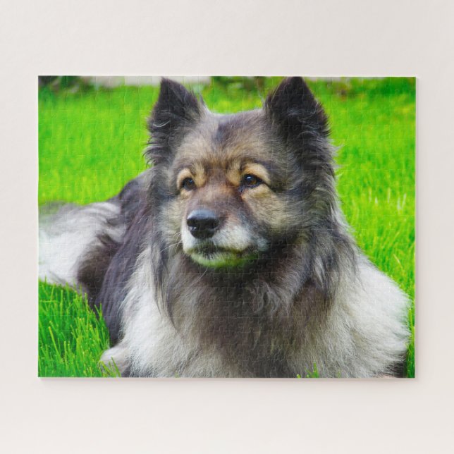 Puzzle Chien Keeshond. (Horizontal)