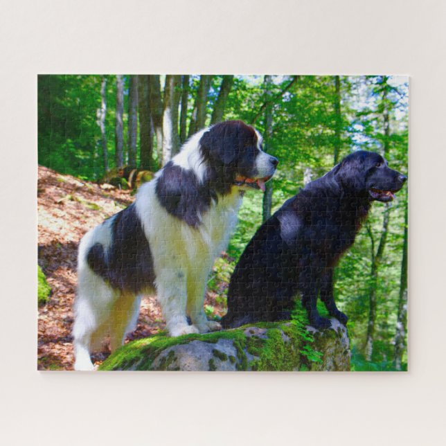 Puzzle Chien Landseer. (Horizontal)