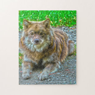 Puzzle Chien Lapphund.
