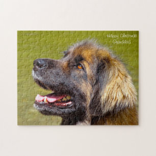 Puzzle Chien Leonberger.