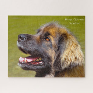 Puzzle Chien Leonberger.