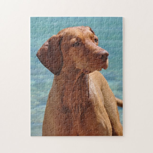 Puzzle Chien magyar de Vizsla (Vertical)