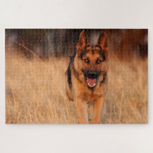 Puzzle Chien mâle Shephard allemand