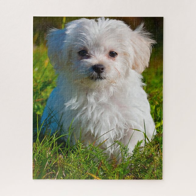 Puzzle Chien Maltais Se Reproduisent. (Vertical)