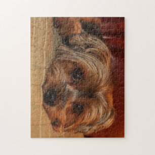 Puzzle Chien mignon de terrier de Yorkshire, yorkie