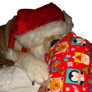 Puzzle Chien mignon en chapeau santa rouge à noël