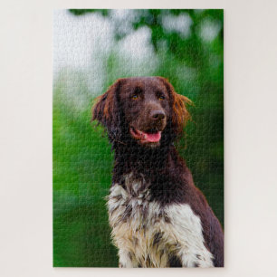 Puzzle Chien Munsterlander.