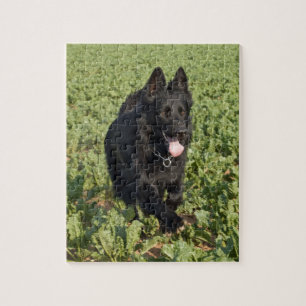 Puzzle Chien noir