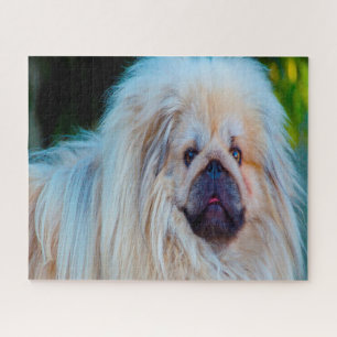 Puzzle Chien Pékinois.