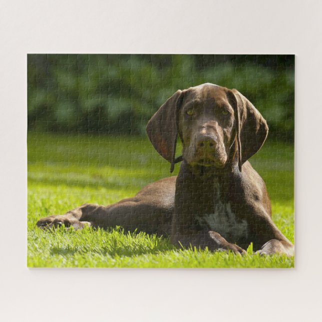 Puzzle Chien Pointer Allemand. (Horizontal)