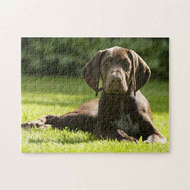 Puzzle Chien Pointeur Allemand. (Horizontal)