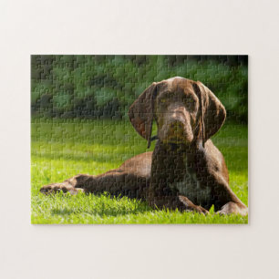 Puzzle Chien Pointeur Allemand.