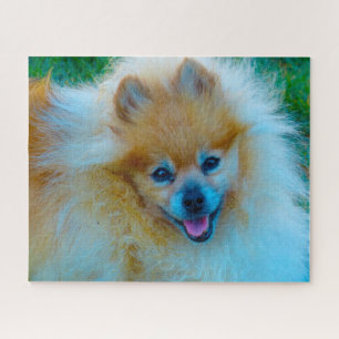 Puzzle Chien Poméranien.
