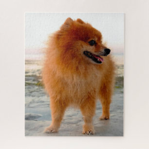 Puzzle Chien Poméranien.