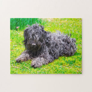 Puzzle Chien Puli Hongrois.
