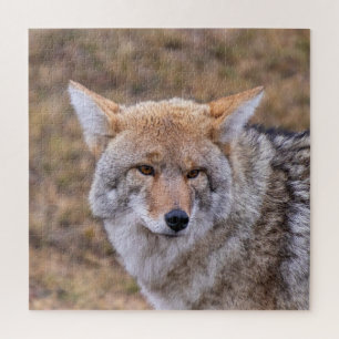 Puzzle Chien sauvage de Coyote