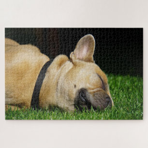 Puzzle Chien taureau français qui dort
