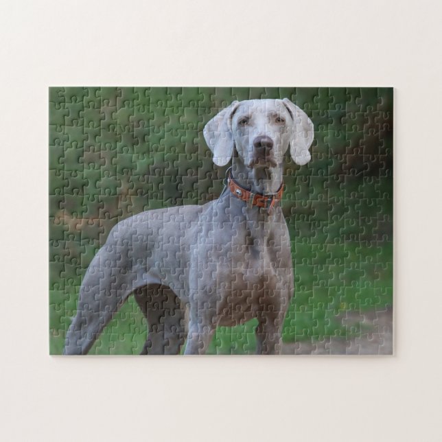 Puzzle Chien Weimaraner (Horizontal)