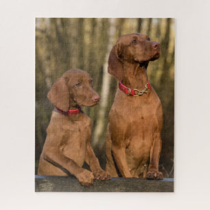 Puzzle Chiens à dos de Vizsla