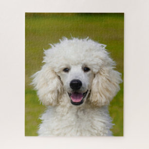Puzzle Chiens Caniches.