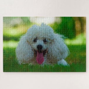 Puzzle Chiens Caniches.