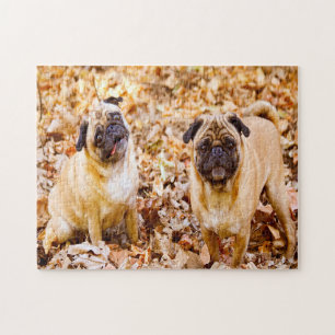 Puzzle Chiens carlins.
