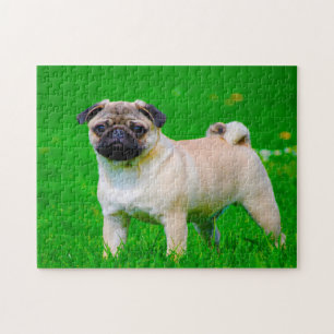 Puzzle Chiens carlins.