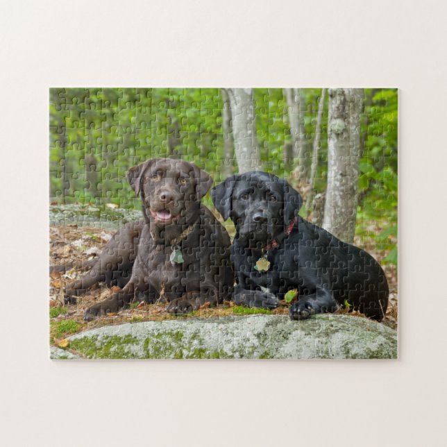 Puzzle Chiens Chiens Marionnettes Black Lab Chocolat Labr (Horizontal)