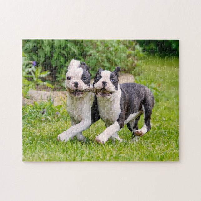 Puzzle Chiens chiots de la mignonne Boston Terrier jouant (Horizontal)