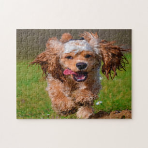 Puzzle Chiens Cocker de race pure.