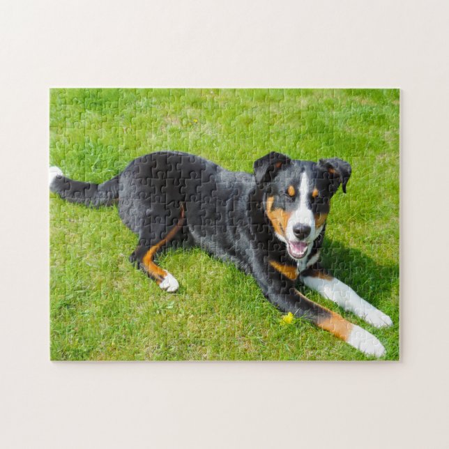 Puzzle Chiens d'Appenzell. (Horizontal)