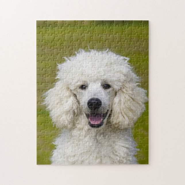 Puzzle Chiens de caniche. (Vertical)