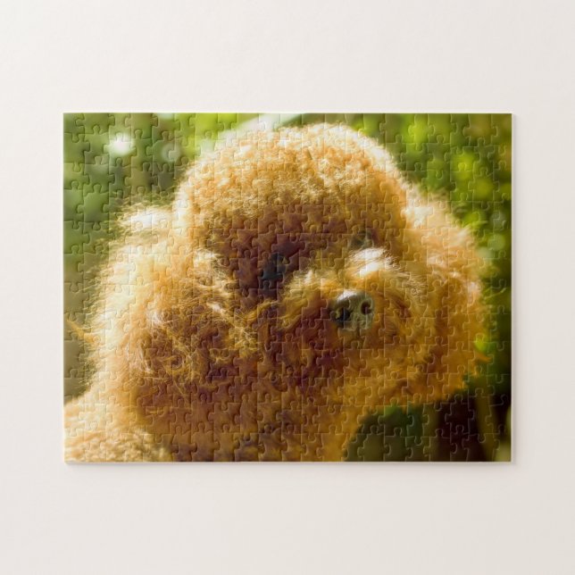 Puzzle Chiens de caniche. (Horizontal)