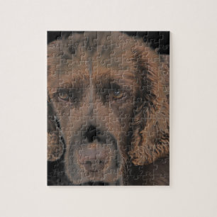 Puzzle Chiens Springer anglais