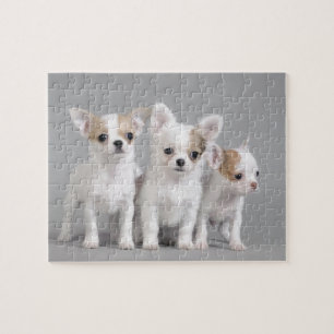 Puzzle Chihuahua