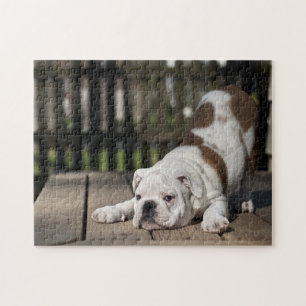 Puzzle Chiot anglais de bouledogue