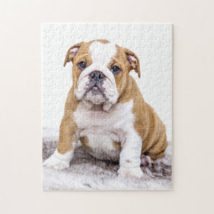 Puzzle Chiot mignon de bouledogue s'asseyant