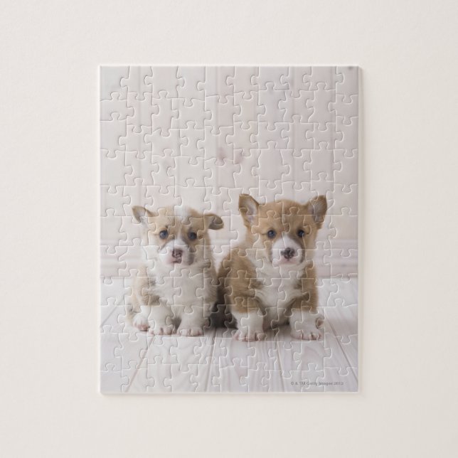 Puzzle Chiots de corgi de Gallois (Vertical)