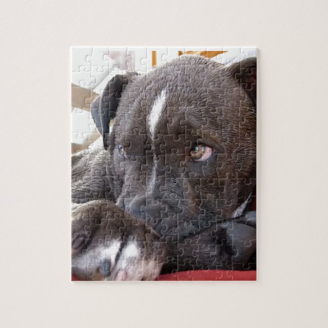 Puzzle Chiots de Pitbull de bébé (Vertical)