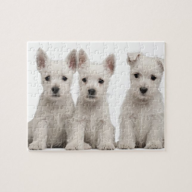 Puzzle Chiots de West Highland Terrier (7 semaines) (Horizontal)