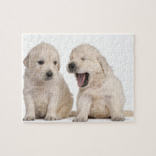 Puzzle Chiots Golden Retriever (4 semaines)