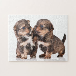 Puzzle Chiots mignons de Yorkshire