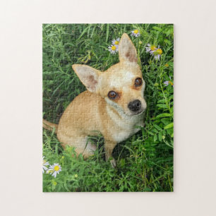 Puzzle Chiwawa mignon dans le pré d'herbe