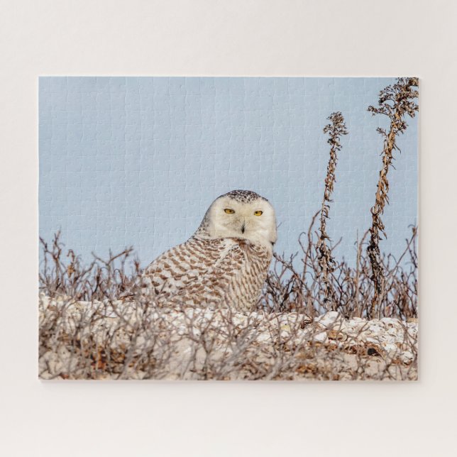 Puzzle Chouette neige assise sur la plage (Horizontal)