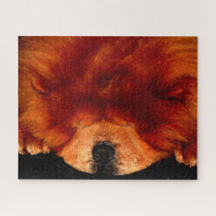 Puzzle Chow couché Chow Chow Chow 16x20 jpcna 520pc