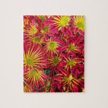 Chrysanthèmes rouge et jaune Photo