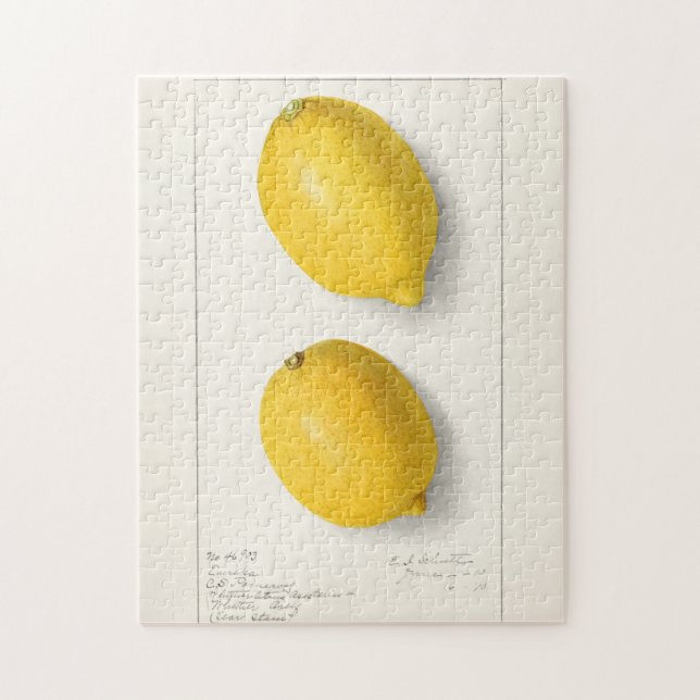 Puzzle Citrons (Citrus Limon) Aquarelle de fruit Peinture (Vertical)