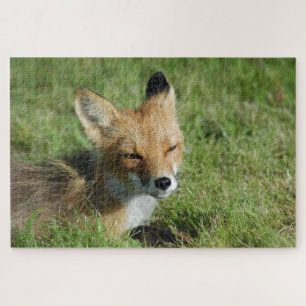 Puzzle Closeup Fox, Brooks Falls Alaska